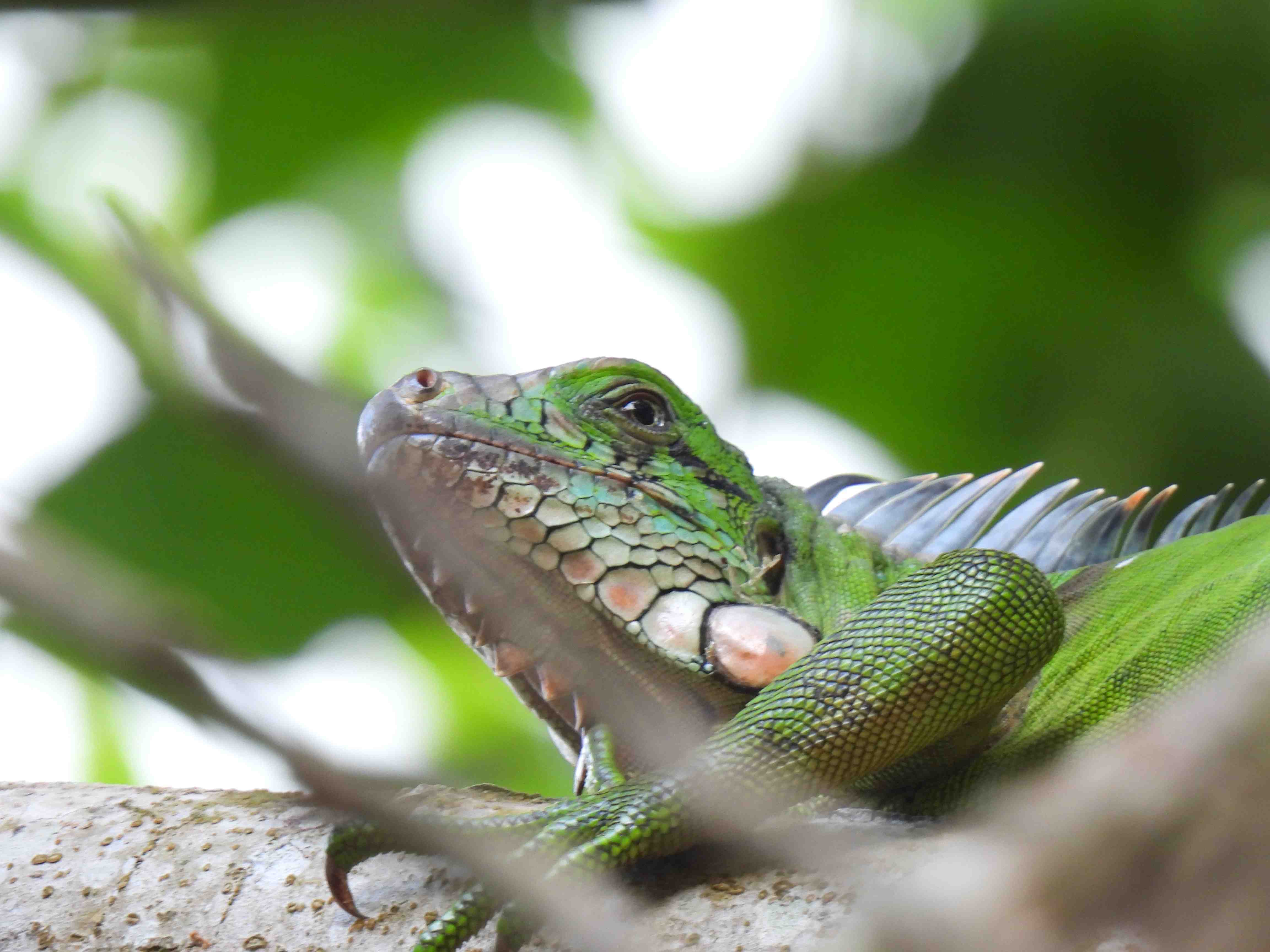 Fauna y Flora - Duval Ltda