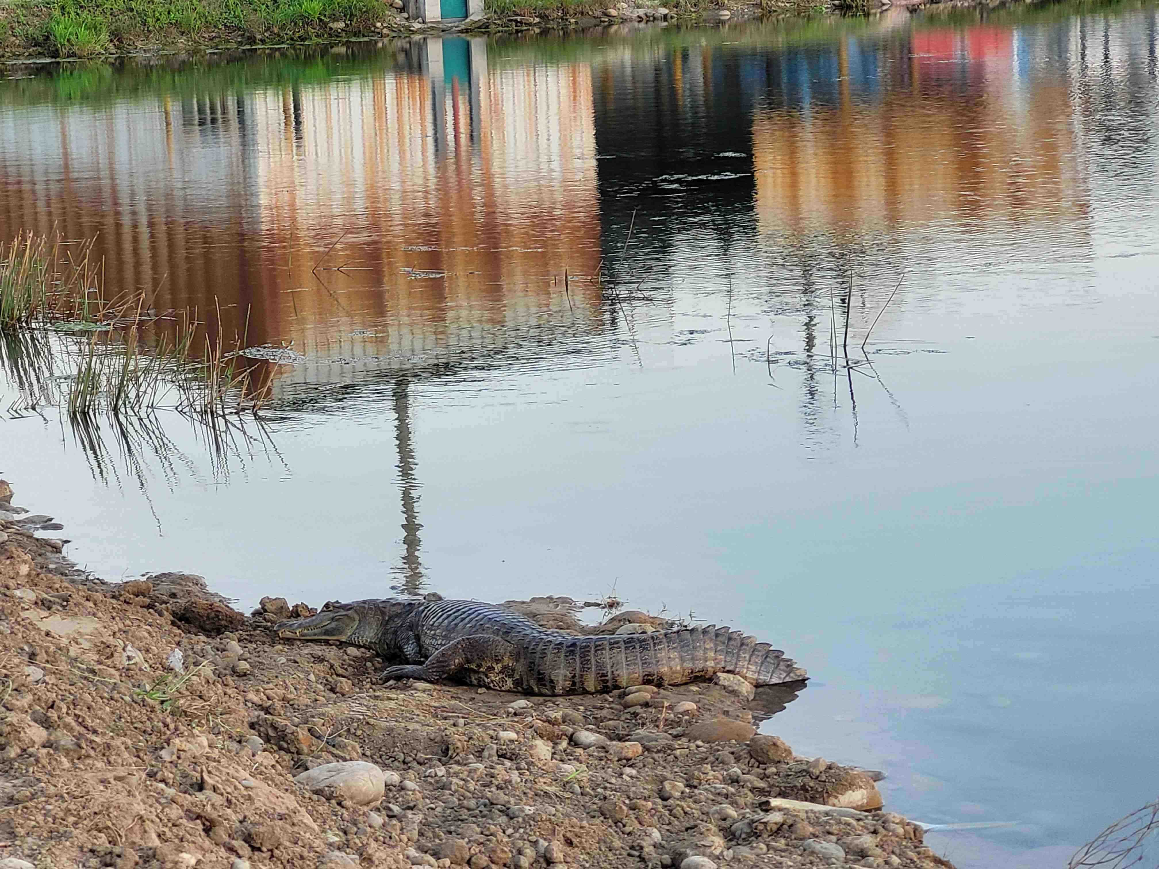 Autor: Ing.Karen Arevalo